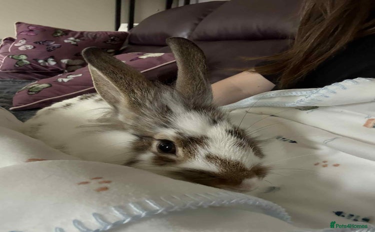 Mixed Breed rabbits - Advert 2