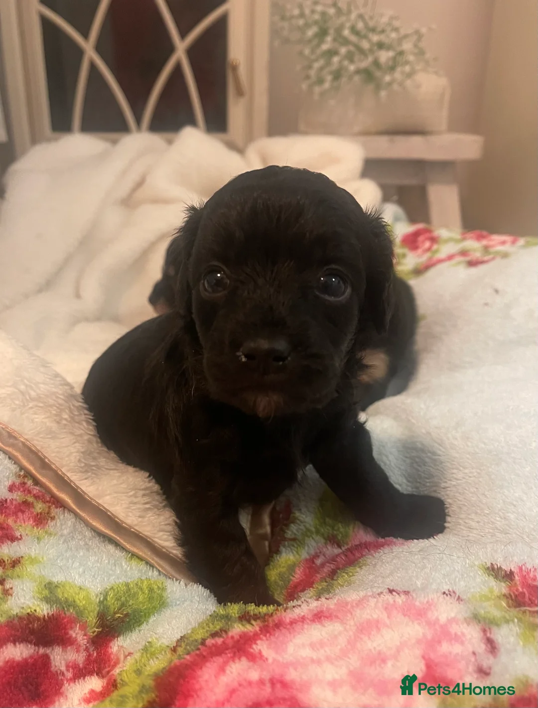Jackapoo dogs for sale: Quality Jack Russel Puppies for sale 💌 - Advert 23
