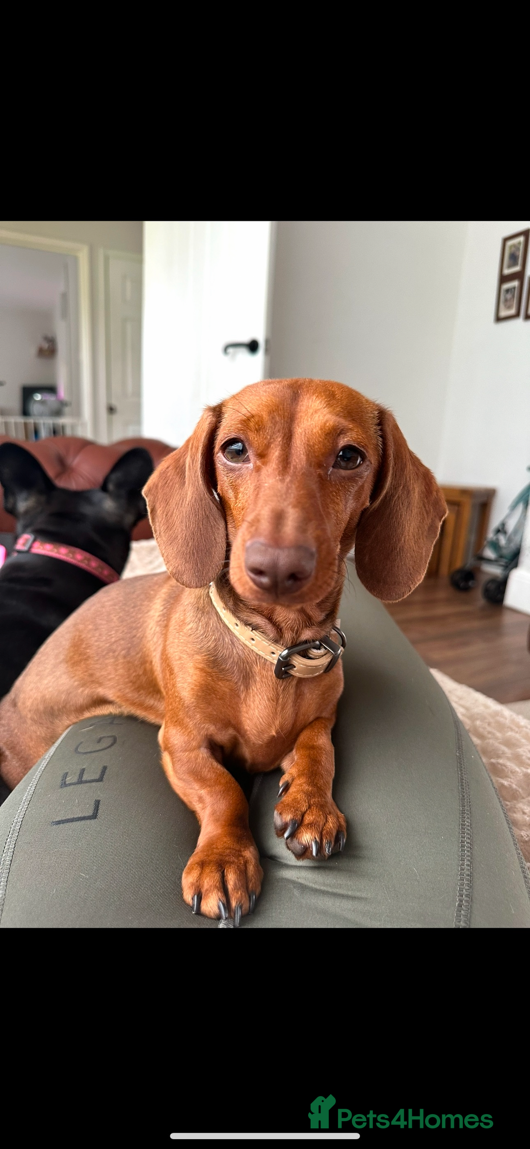 Miniature Dachshund dogs for sale: Red miniature dachshund girl  - Advert 1