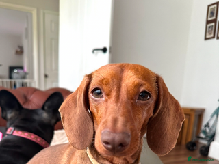 Miniature Dachshund dogs Red miniature dachshund girl - Advert 1