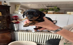 Miniature Dachshund dogs for sale: Miniature dachshund puppies - Image 16