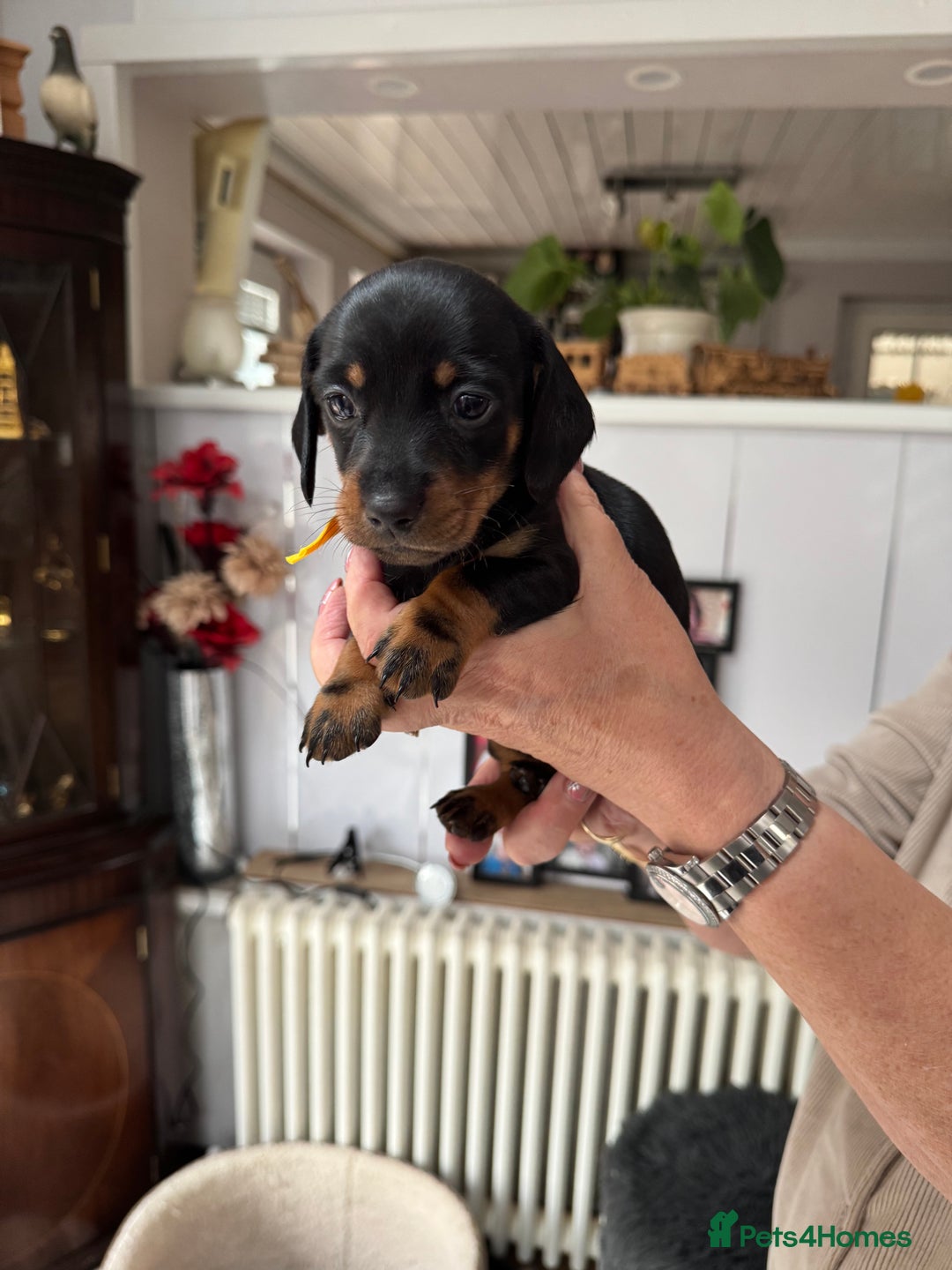 Miniature Dachshund dogs for sale: Miniature dachshund puppies - Image 16