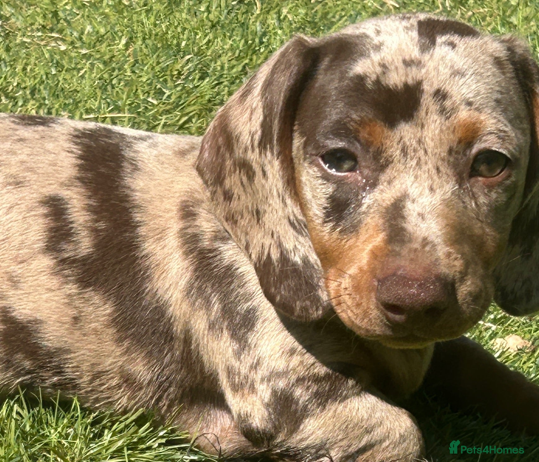 Dachshund dogs Essex:male & female Dachshund Puppies 🌟 ready now - Advert 7