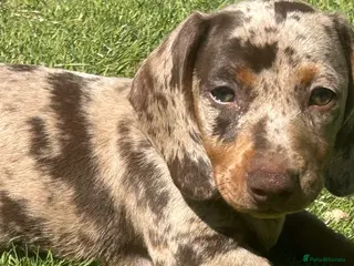 Dachshund dogs Essex:male & female Dachshund Puppies 🌟 ready now - Advert 2