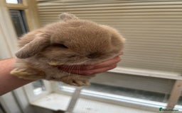 Mixed Breed rabbits for sale: Indoor Floppy Eared Bunnies - Image 3