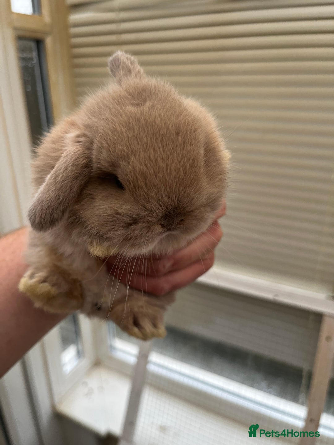 Mixed Breed rabbits for sale: Indoor Floppy Eared Bunnies - Image 3