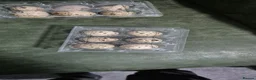 Mixed Breed birds for sale: Jumbo coturnix white and brown Quails eggs - Advert 3