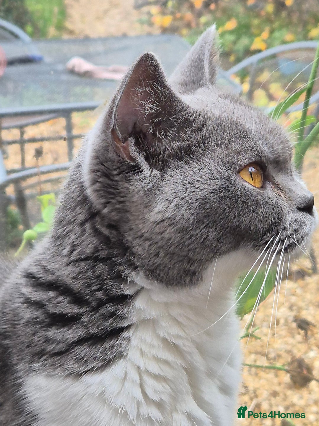 British Shorthair cats for sale: Stunning and super cuddly Pedigree BSH GCCF reg - Advert 3