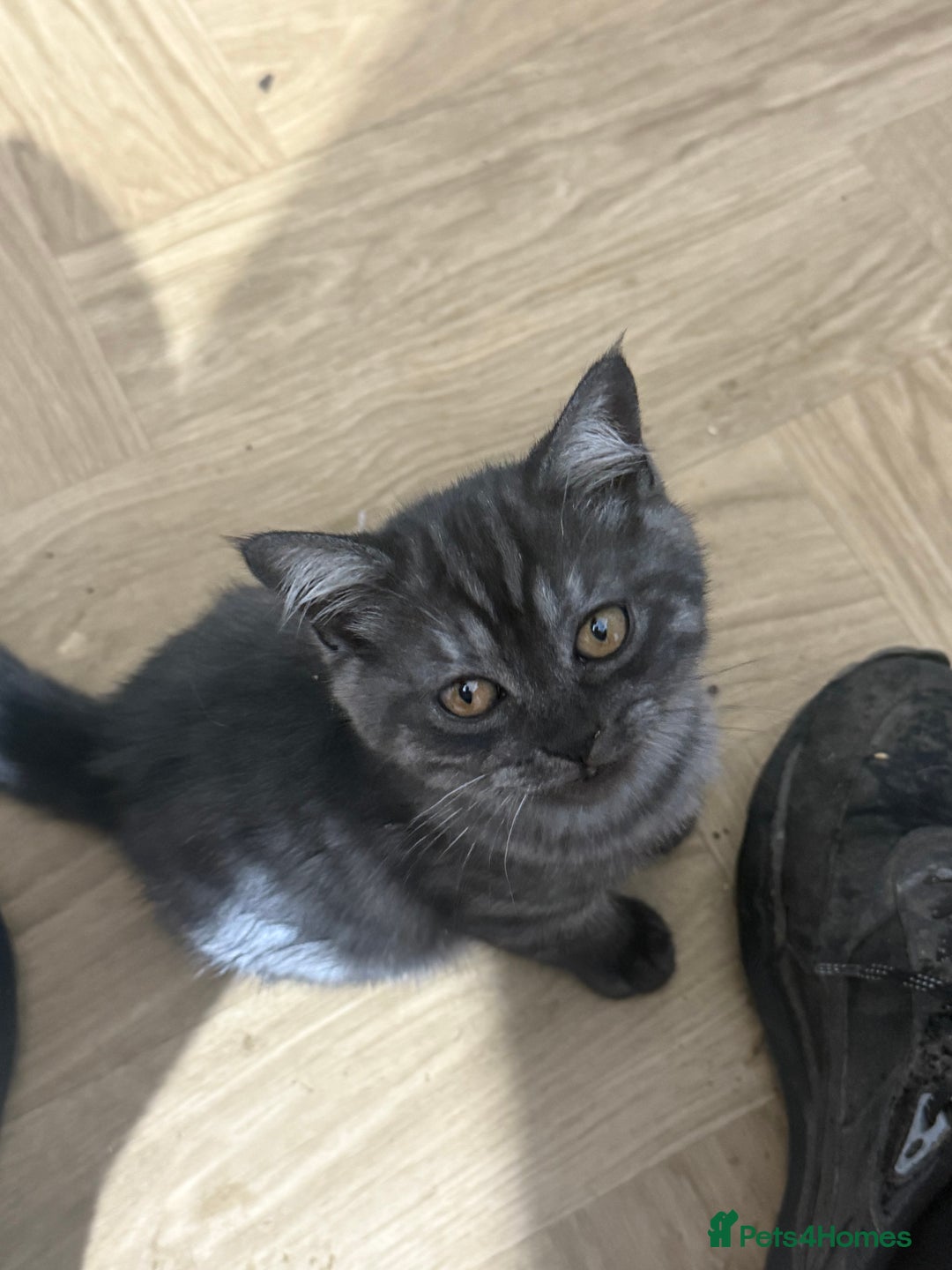British Shorthair cats for sale: BSH x SF show quality kittens (REDUCED) - Image 16