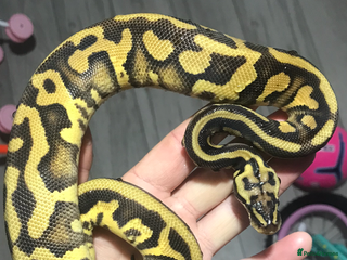 Python Snake reptiles in Peterlee - Advert 5