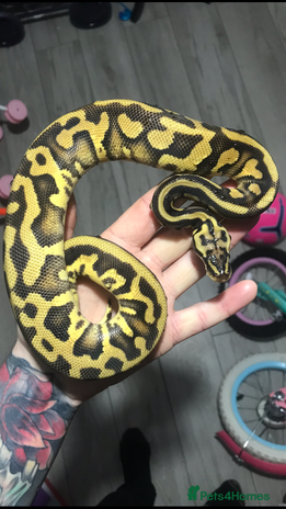 Python Snake reptiles in Peterlee - Advert 5