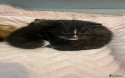 Mixed Breed cats for sale: Kitten looking for his forever home  - Image 3