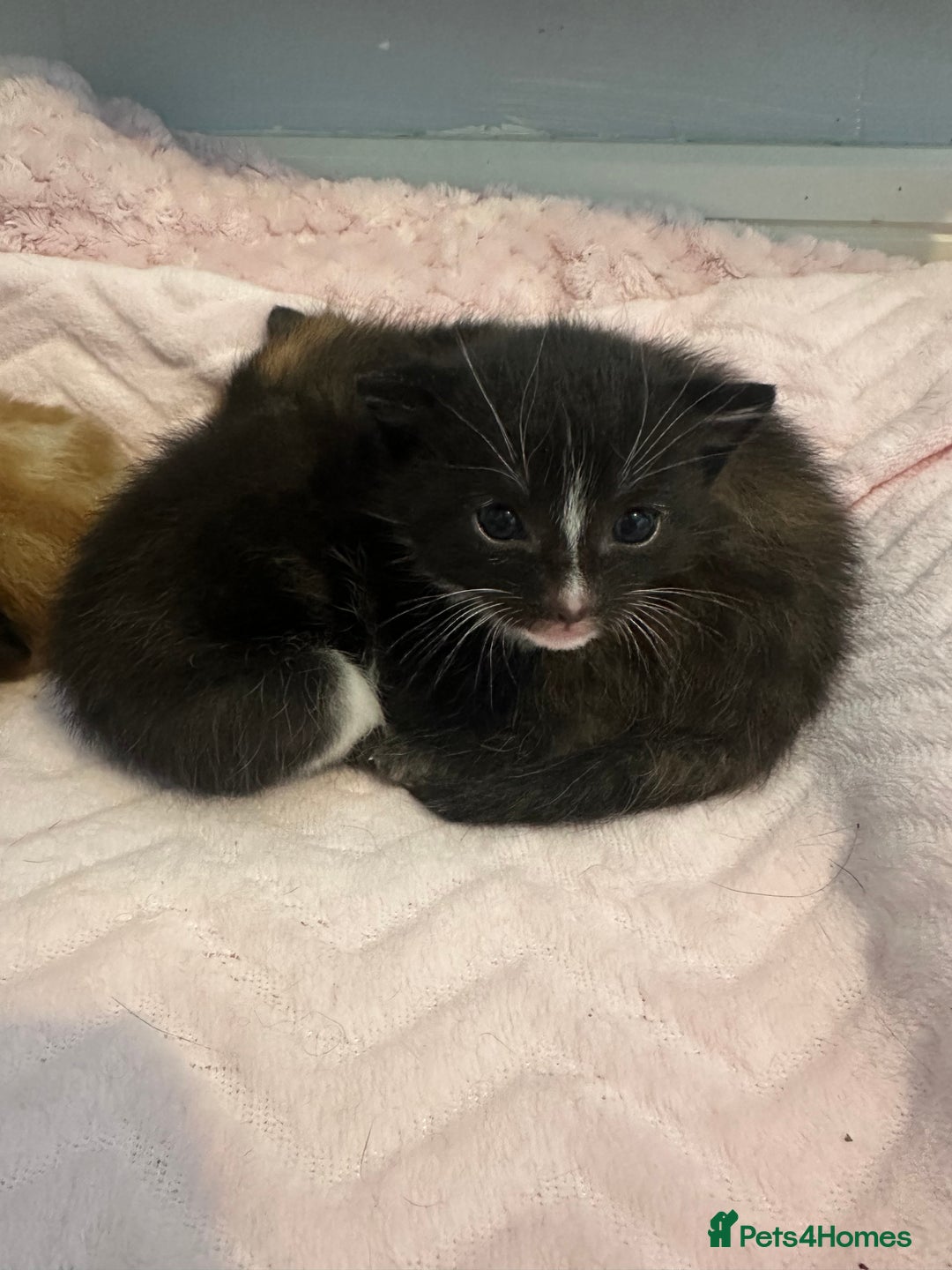 Mixed Breed cats for sale: Kitten looking for his forever home  - Image 3