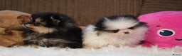 Pomeranian dogs for sale: Tiny pups are ready for new homes - Advert 3