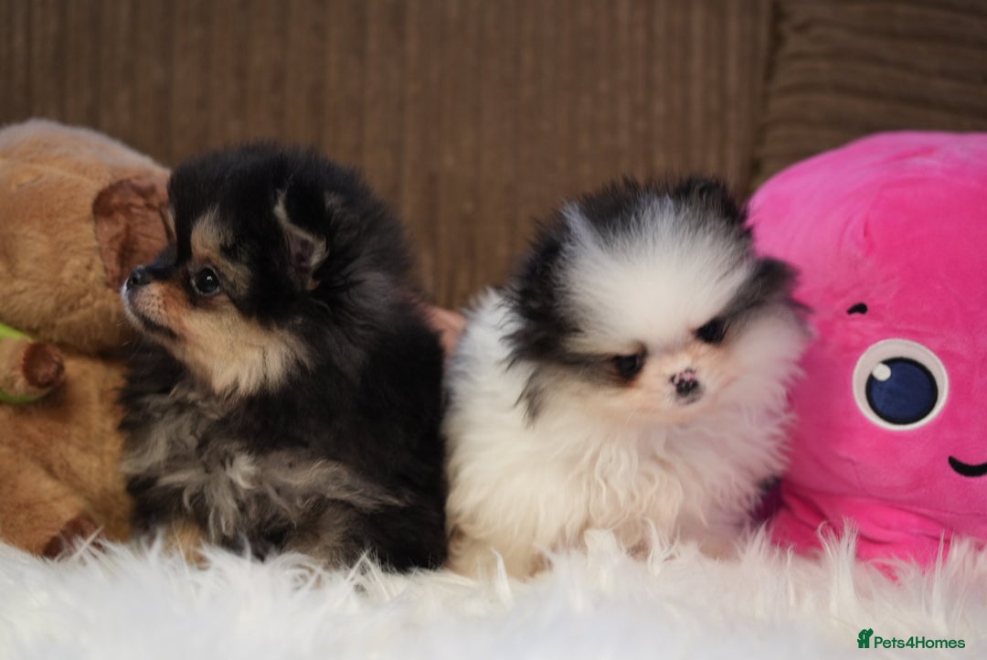 Pomeranian dogs for sale: Tiny pups are ready for new homes - Advert 3
