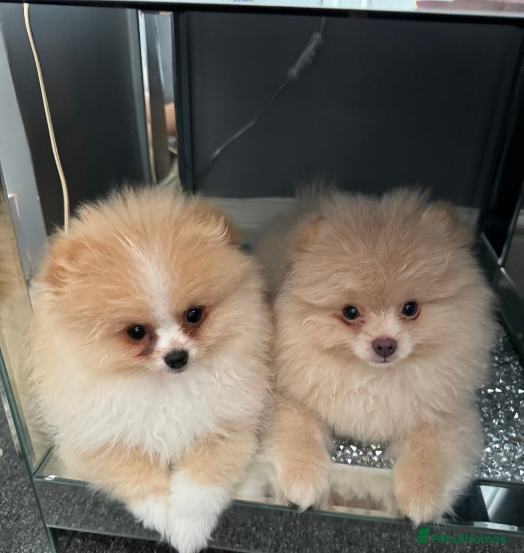 Pomeranian dogs for sale: ** ** Pomeranian  - Image 6