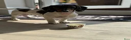 Miniature Dachshund dogs for sale: Rehoming my beautiful Miniature dachshund  - Advert 9