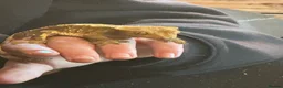 Gecko reptiles for sale: Two crested geckos with two tanks - Advert 2