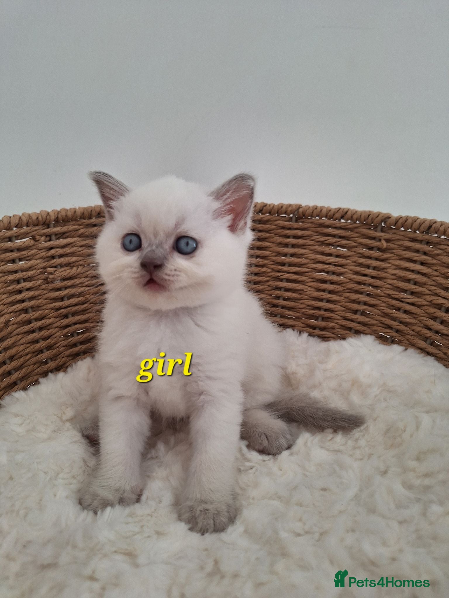 British Shorthair cats BSH kittens in fawn,grey,white rear colours,London - Advert 2