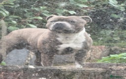 Staffordshire Bull Terrier dogs for sale: 7 BEAUTIFUL STAFFY PUPS SIRED BY CH FIGO - Image 15