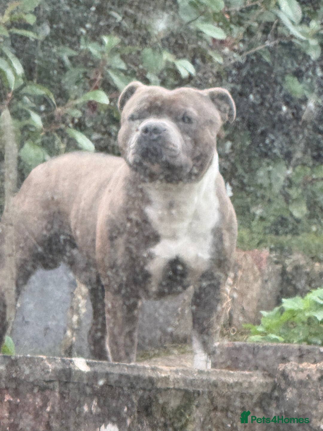 Staffordshire Bull Terrier dogs for sale: 7 BEAUTIFUL STAFFY PUPS SIRED BY CH FIGO - Image 15