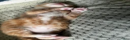 Mixed Breed cats for sale: Beautiful kittens - Advert 10