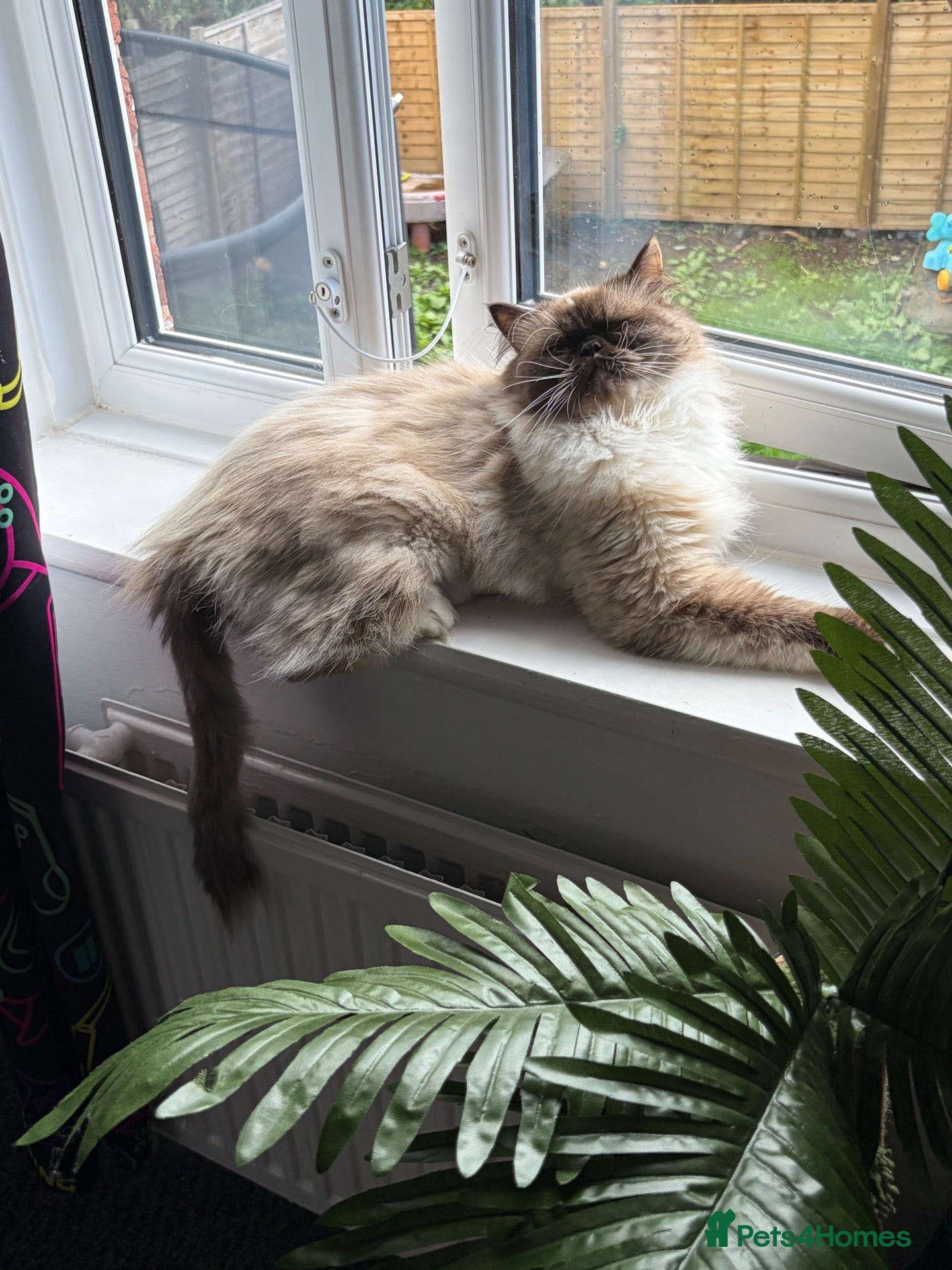 Ragdoll cats Ragdoll cross Persian kittens  - Advert 1