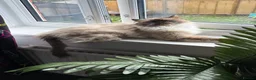 Ragdoll cats for sale: Ragdoll cross Persian kittens  in Leominster - Advert 1