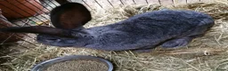 Continental Giant rabbits for sale: Super Stars  Stud Service -Beautiful PROVEN Bucks  - Advert 21