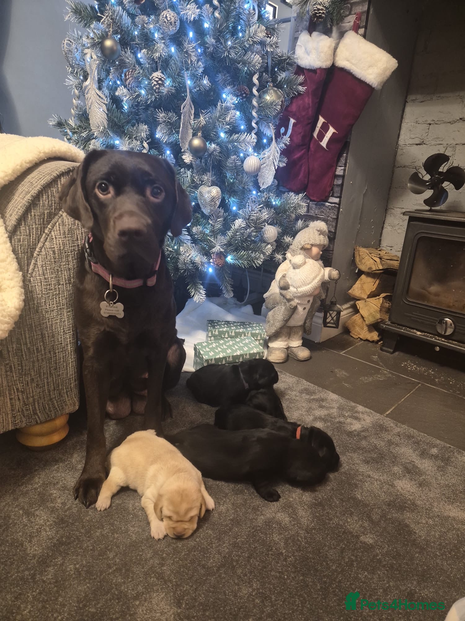 Labrador Retriever dogs Labrador puppies  - Advert 18