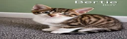 Mixed Breed cats for sale: Cute Tabby Kittens - Advert 4