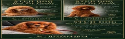 Toy Poodle dogs for stud: KC DNA Health Tested Red Toy Poodle Stud - Advert 2