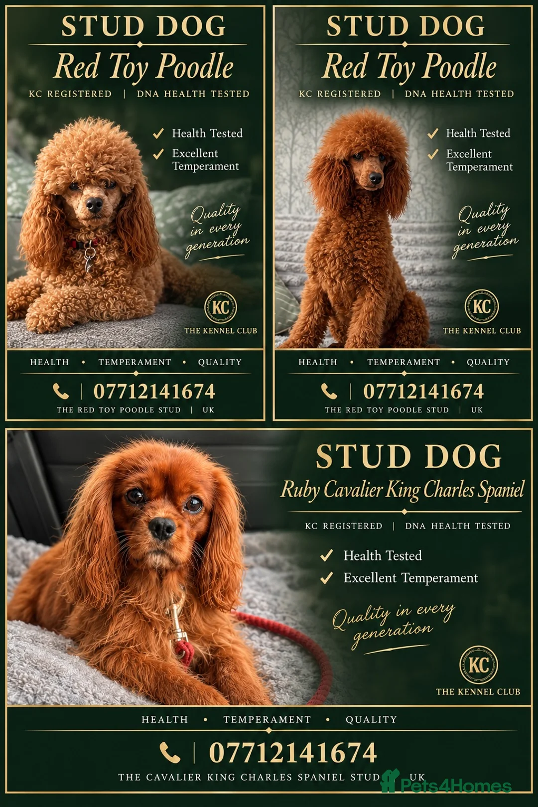 Toy Poodle dogs for stud: KC DNA Health Tested Red Toy Poodle Stud - Advert 2