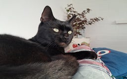 European cats for adoption: Handsome boy looking for a perfect forever home - Image 2