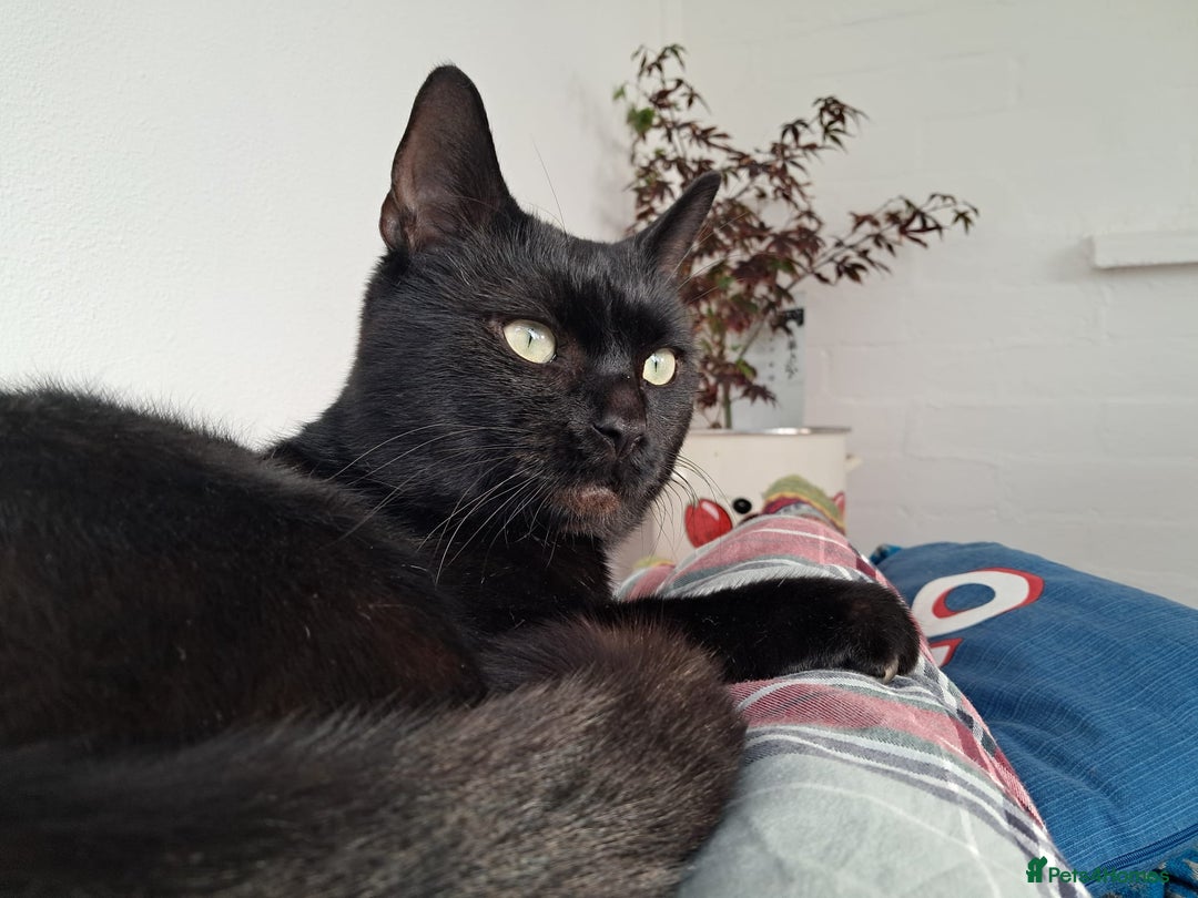 European cats for adoption: Handsome boy looking for a perfect forever home - Image 2