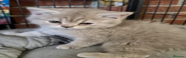 British Shorthair 1