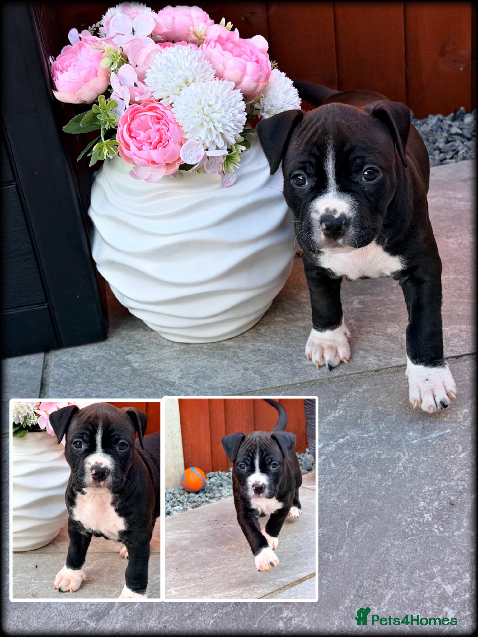 Staffordshire Bull Terrier dogs ONLY 2 LEFT❗️❗️❗️Staffordshire Bull Terrier 🐶 - Advert 1