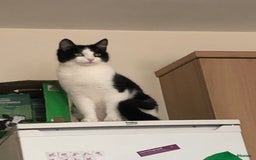 British Shorthair cats for sale: Female Black and White Cat - Image 1