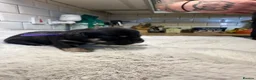 Mixed Breed dogs for sale: Fregal puppies - Advert 13