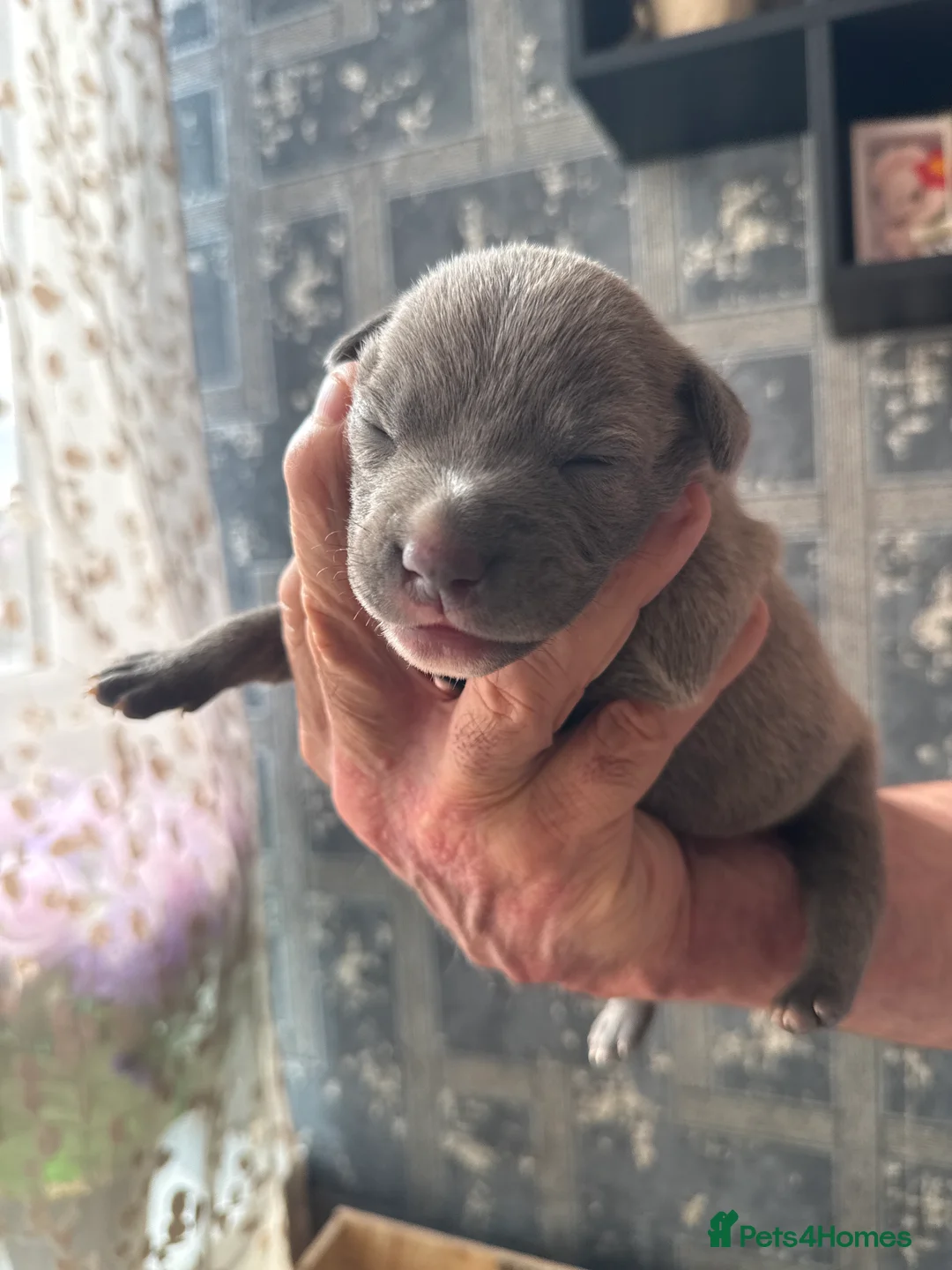 Staffordshire Bull Terrier dogs for sale: STAFFY PUPPIES LOOKING FOR FOREVER HOMES - Advert 2