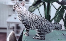 Bengal cats for sale: Looking for the best homes for our retired Bengals - Image 12