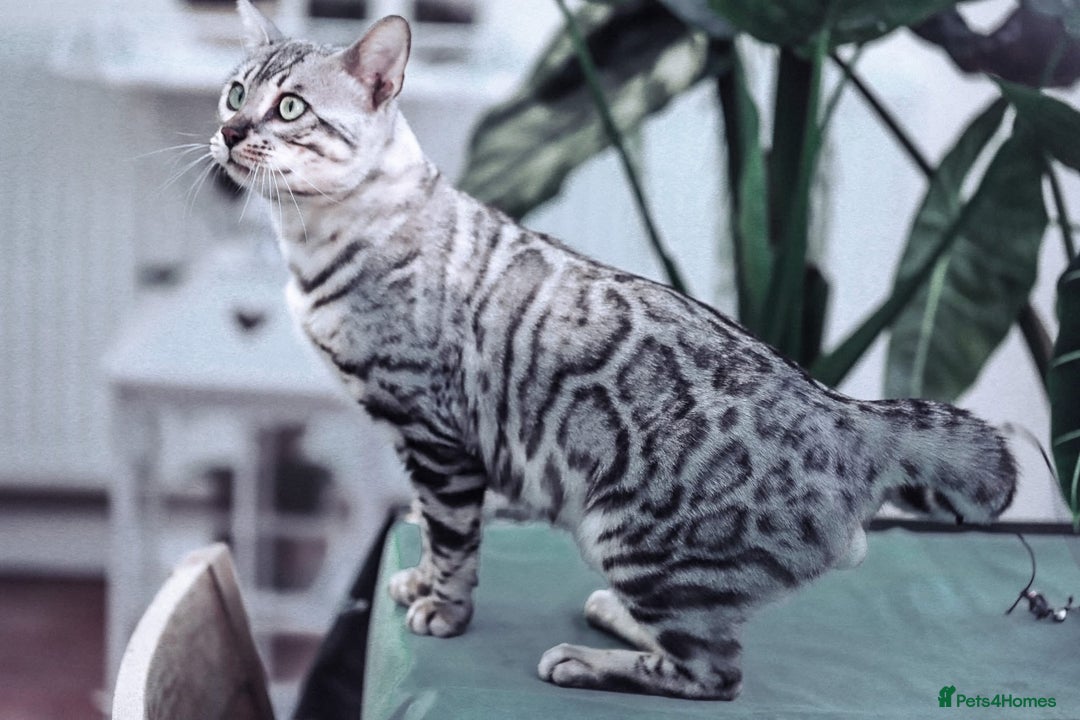Bengal cats for sale: Looking for the best homes for our retired Bengals - Image 12
