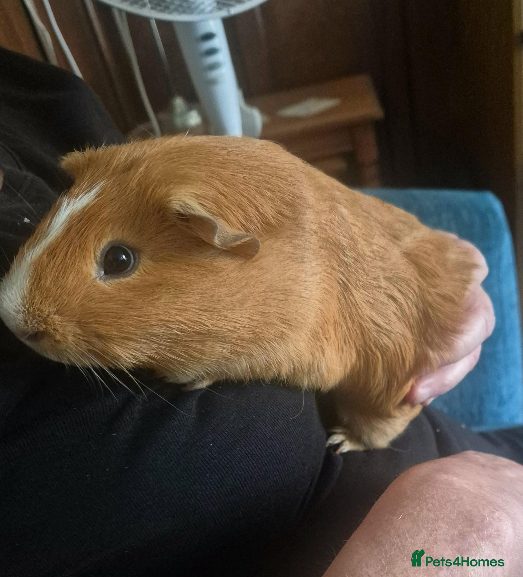 Guinea Pig rodents Guinea pig Boy currently for sale - Advert 5