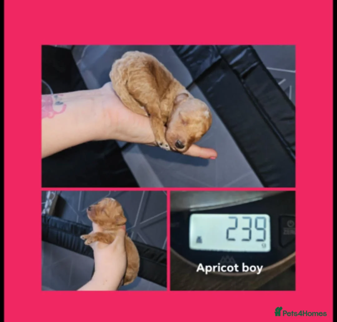 Toy Poodle dogs for sale: Kc toy poodles  - Advert 4