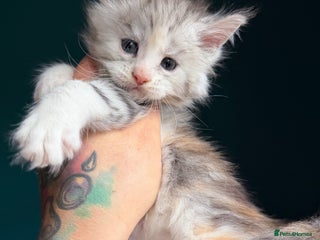 Maine Coon cats Maine Coons with Tests, Papers & Vet Checks - Advert 17