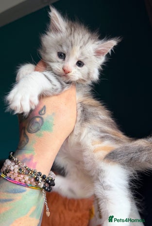 Maine Coon cats Maine Coons with Tests, Papers & Vet Checks - Advert 3