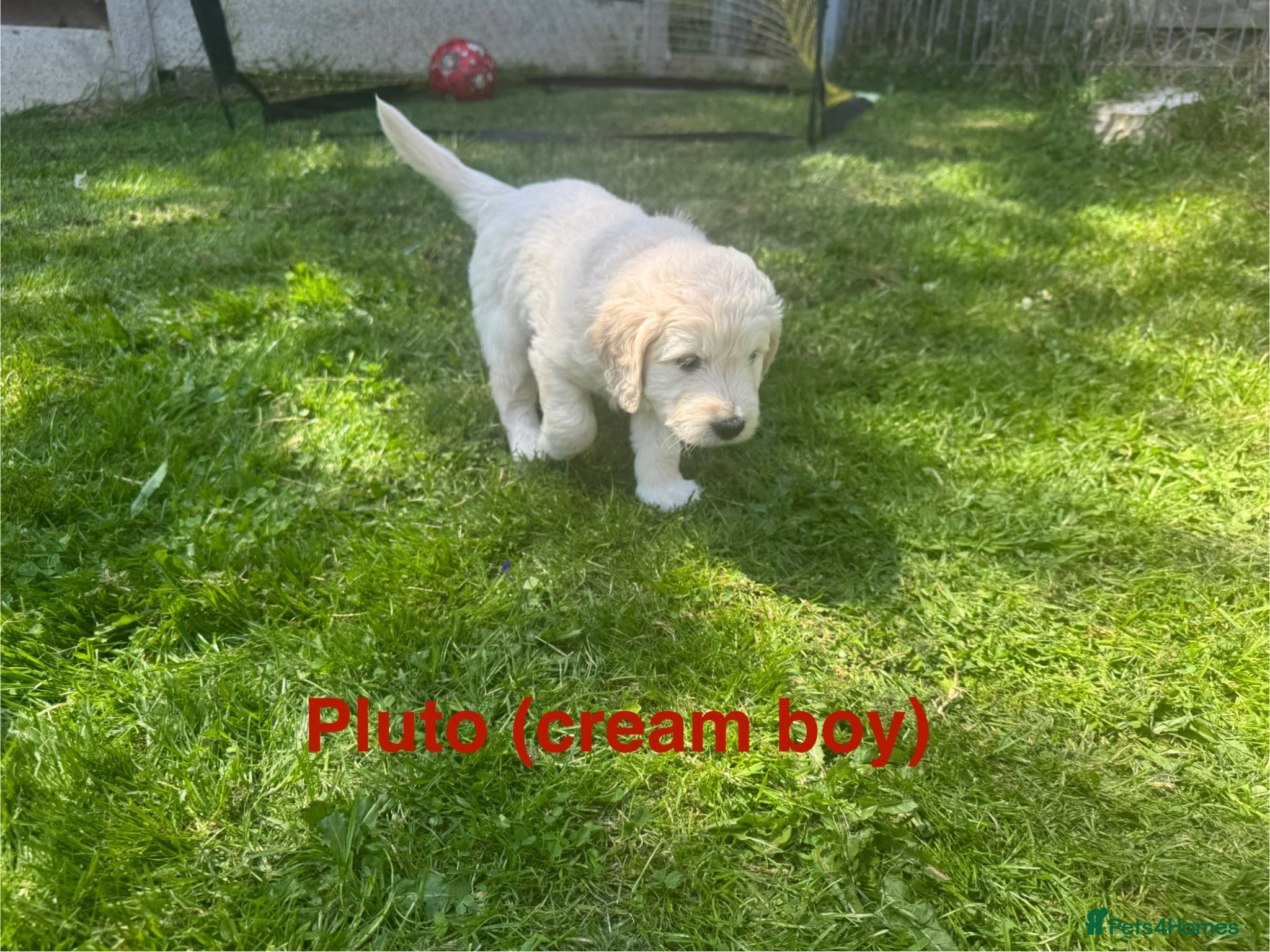 Mini Goldendoodle dogs F1 Mini Goldendoodles (carry the phantom gene)  - Advert 2