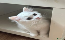 British Longhair cats for sale: Gorgeous British Longhair & Shorthair Kittens - Image 13