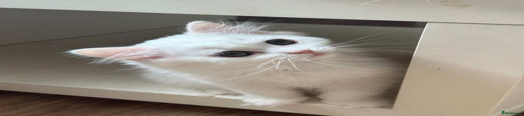 British Longhair Kitten 5