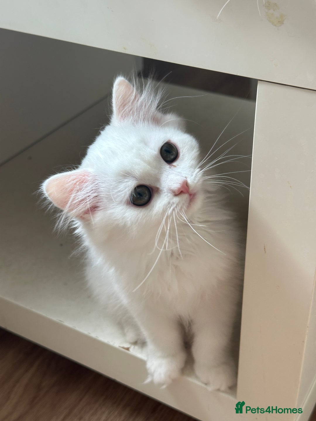 British Longhair cats for sale: Gorgeous British Longhair & Shorthair Kittens - Image 13